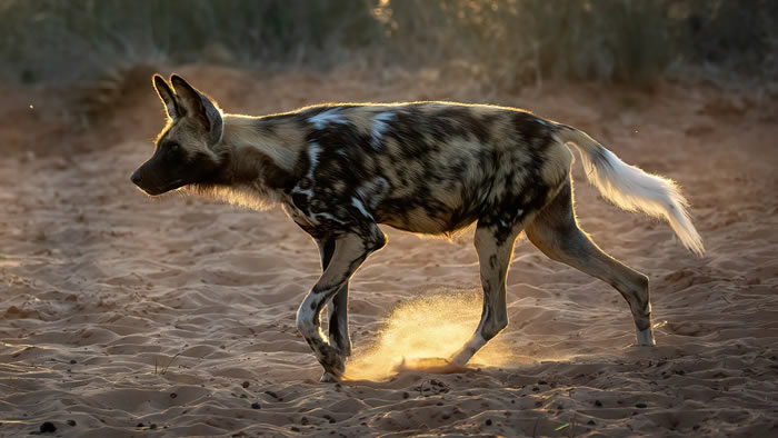 Adrican Wild Dog
