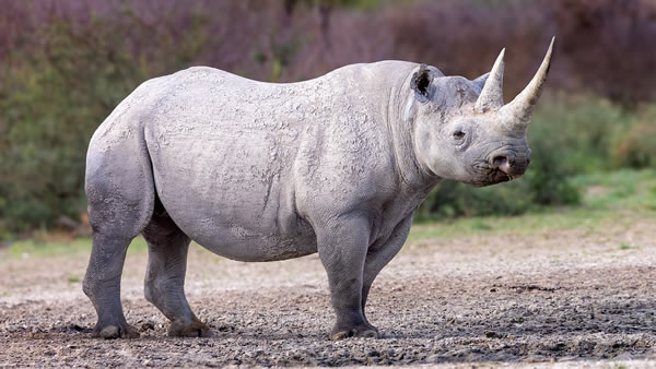 Black Rhinoceros 