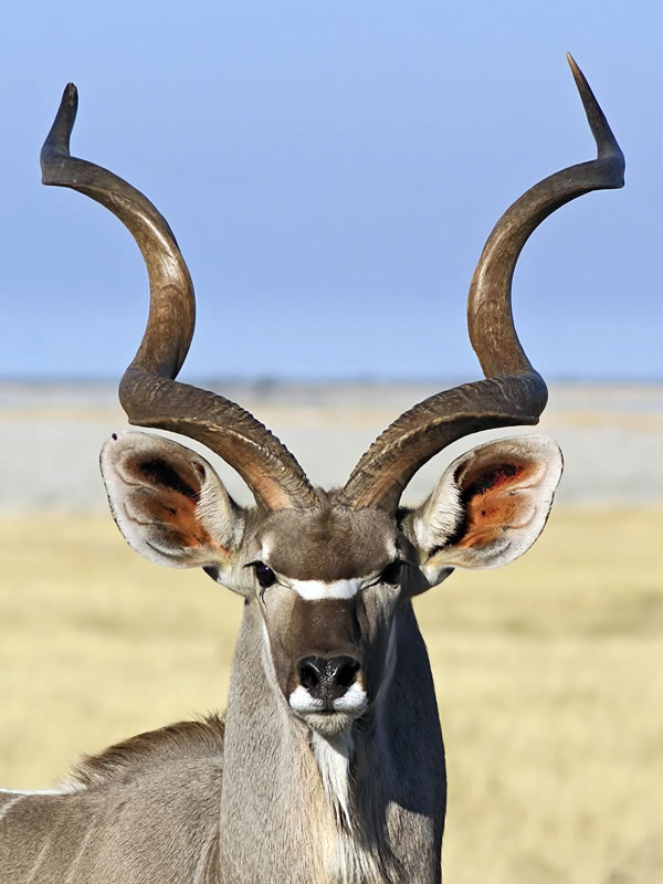 Greater Kudu