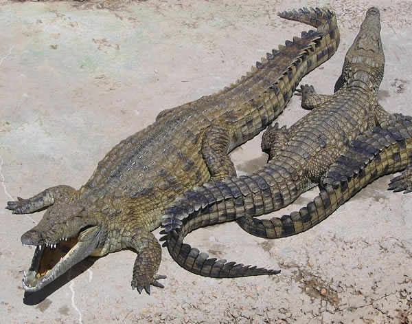 Nile Crosodile