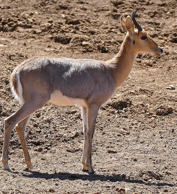 Southern Mpuntain Reedbuck
