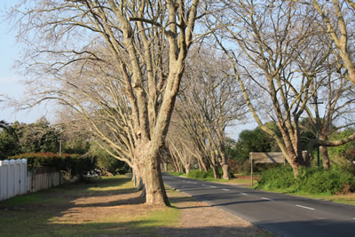 Constantia