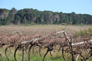 Cape Winelands