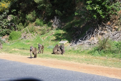 Cape Town Baboons Cape Point