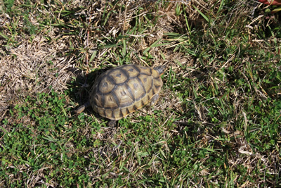 Cape Point Tortoise