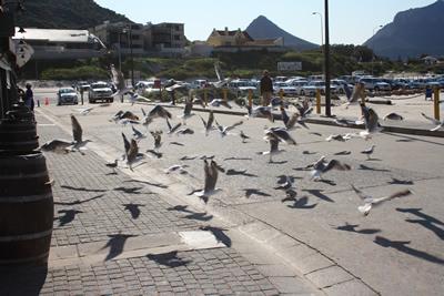 Hout Bay Cape Town