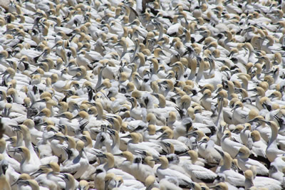 Lamberts Bay Bird Island