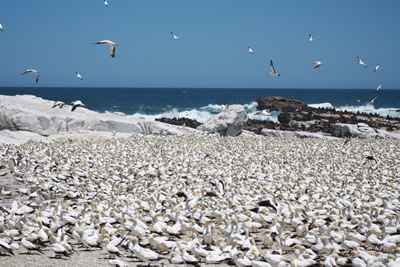 Lamberts Bay Bird Island
