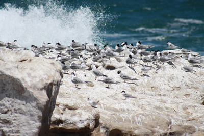 Lamberts BAy Sea Birds