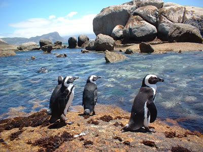 Simons Town Pengiuns Boulders Beach