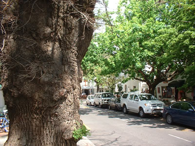 Stellenbosch Oaks