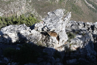 Table Mountain