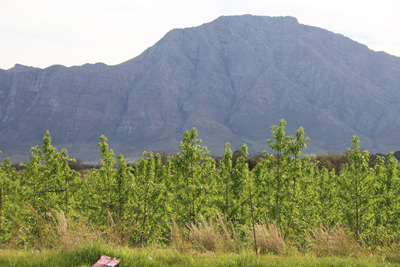 Tulbagh Fruit Trees