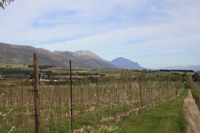 Tulbagh Fruit Trees