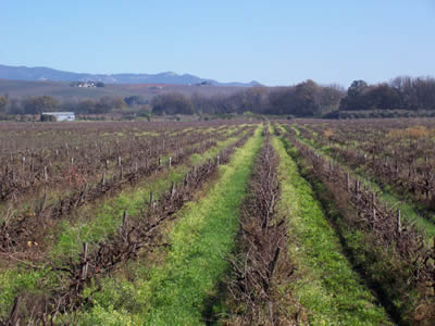 Wellington Vineyard
