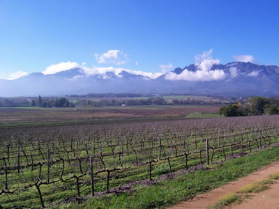 Wellington Mountains and Vineyard
