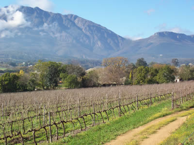 tains and Vineyard